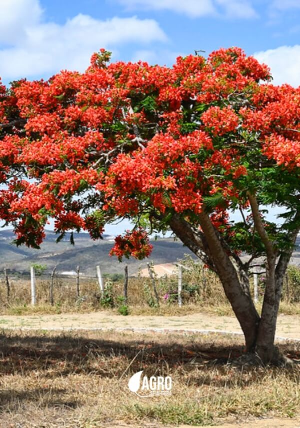 pohon flamboyan